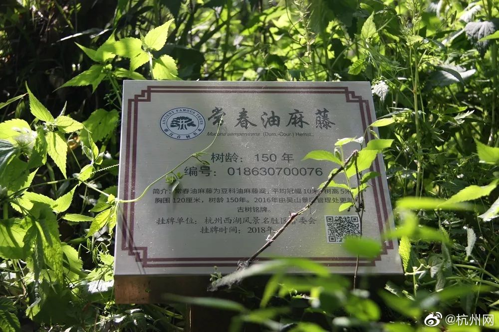 郑州喝茶wx(沈丘县),郑州喝茶会所2021